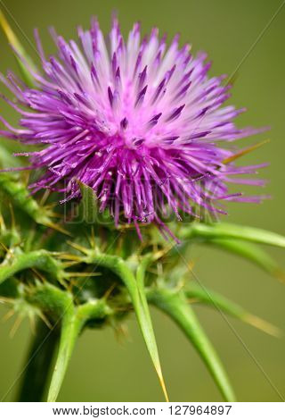 Milk thistle in full bloom, silybum marianum