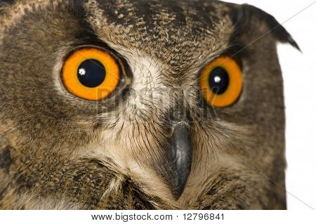Coruja de águia Eurasian - Bubo bubo (22 meses) na frente de um fundo branco
