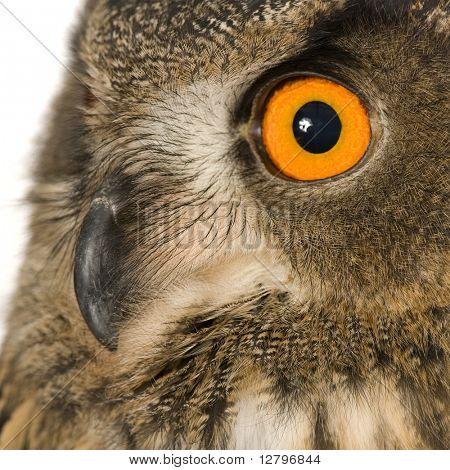 Coruja de águia Eurasian - Bubo bubo (22 meses) na frente de um fundo branco