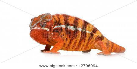 Kameleon Furcifer Leopard - Sambava (2 lata) przed białym tle
