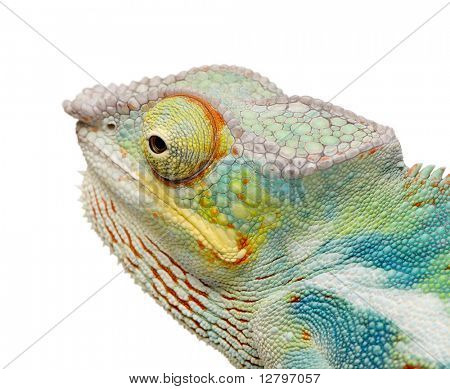 Jeune caméléon Furcifer Pardalis - Ankify (8 mois) devant un fond blanc