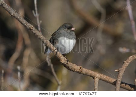 ตามืด Junco