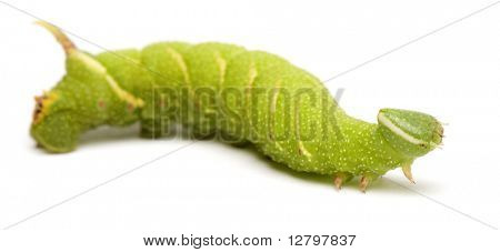 หนอนผีเสื้อเหยี่ยว moth มะนาว - tiliae Mimas หน้าพื้นหลังสีขาว