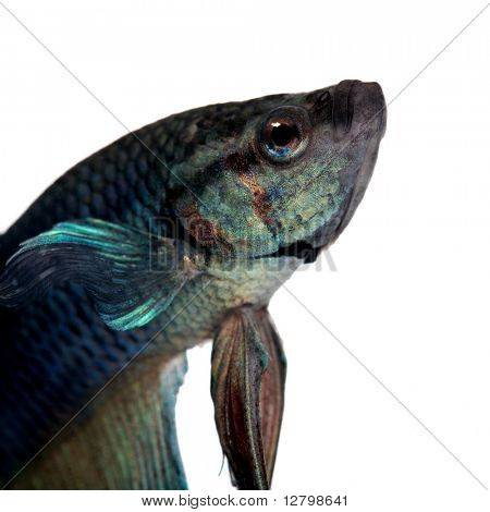 modré bojovnice pestrá-Betta Splendens před bílým pozadím
