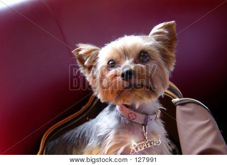 Pooch คอย