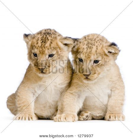 zwei Lion cubs