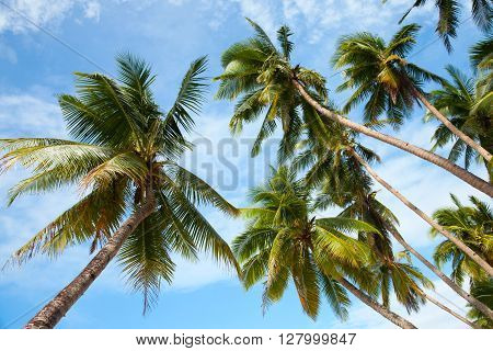 Coconut palm trees on the tropical beach. Perspective view, under blue sky. Paradise scene. Boracay, Philippines