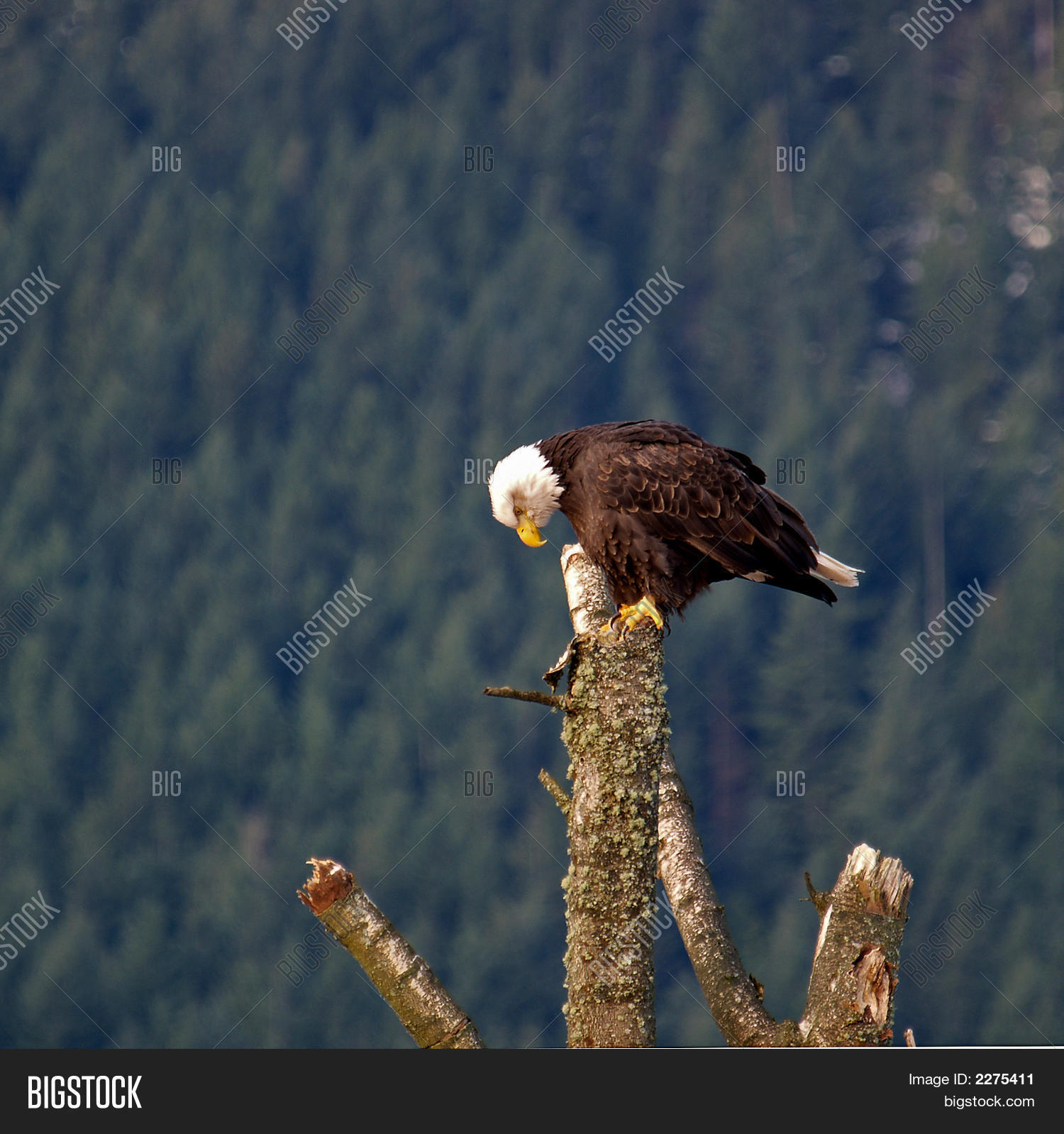 Image Preview