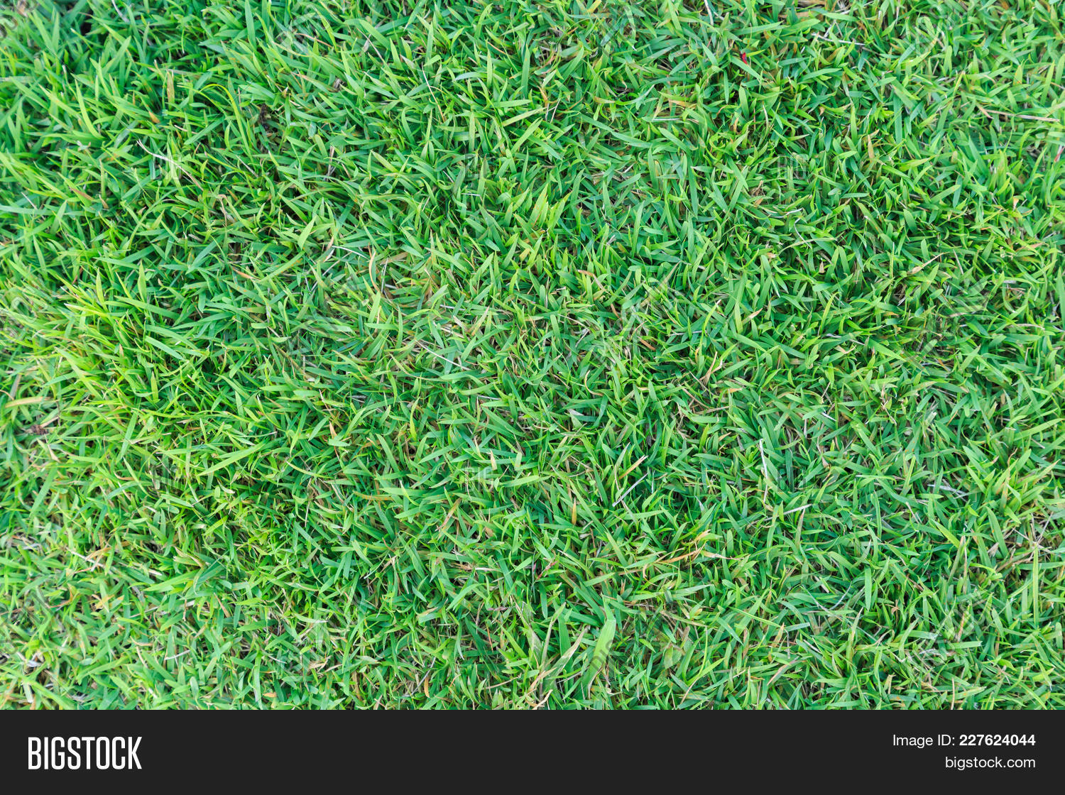Grass Texture Grass Image Photo Free Trial Bigstock