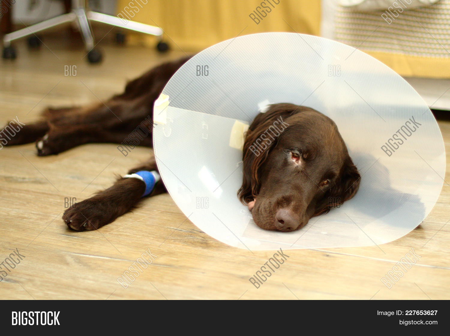 Brown Sick Dog Flat Image & Photo (Free Trial) Bigstock