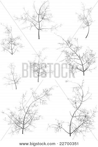 Některé stromy v zimě