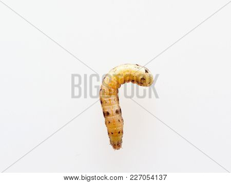 Brown And Black Worm Or Green Caterpillar Isolated On White Background, Which Eat Green Leaves Befor