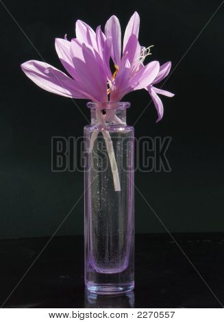 Zeitlose Lila Blumen