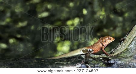 Oriental Garden Lizard Or Calotes Versicolor On The Wood In Tropical Forest Asia, Reptile Animals.