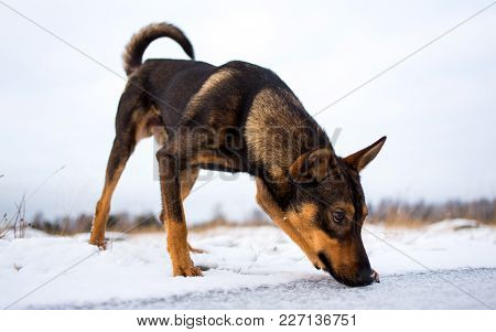 Portrait Of Beautiful Dog, Looking Down, In Winter