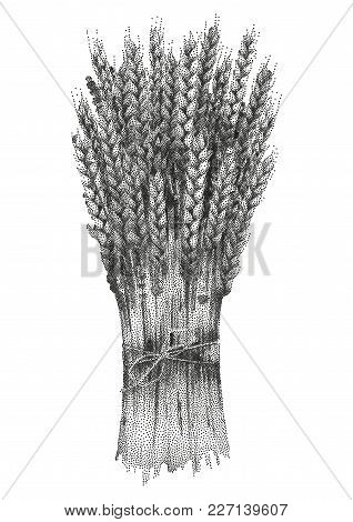 Graphic Malt Bunch Drawn In Stippling Technique Vector Design With Cereals