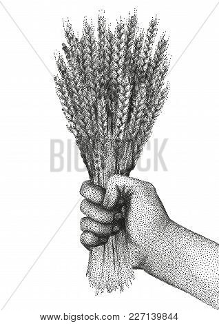 Graphic Hand Holding The Bunch Of Malt Drawn In Stippling Technique