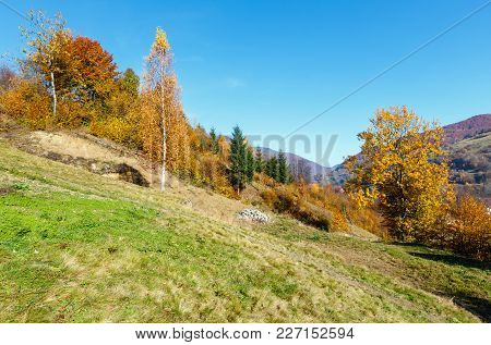 Autumn Carpathian Mountains Landscape With Multicolored Trees On Slope (rakhiv District, Transcarpat
