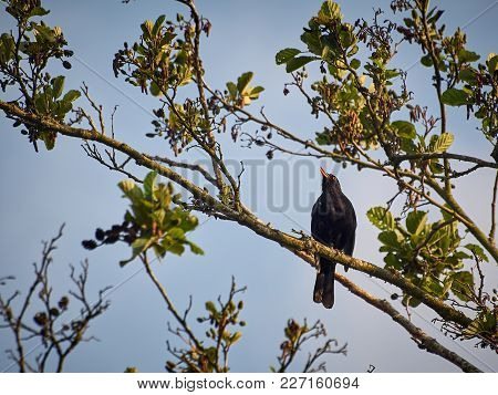 Bird On Branch In Forest Spring Time