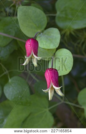 Whiteleaf Leather Flowers