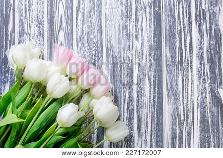Pink And White Very Tender Tulips On White, Gray Wooden Background. Copyspace