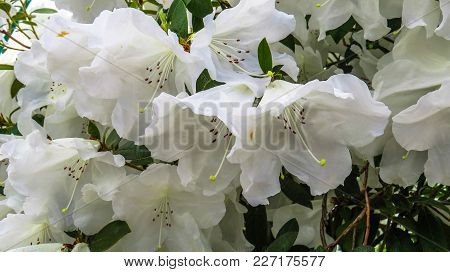 Magnificent White Bells Of Rhododendron Catawbiense In The Spring Garden In Netherlands.