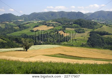 Paesaggio In The Oltrepo Pavese (Italia)