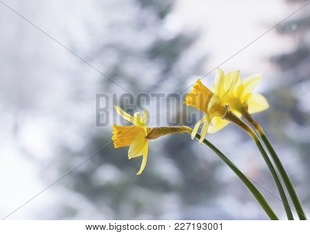 Yellow Narcissus Flowers On Blurred Winter Nature Background.