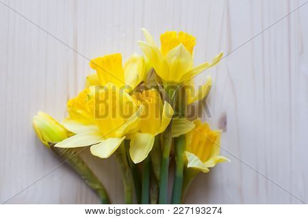 Beautiful Bouquet Of Spring Yellow Narcissus Flowers