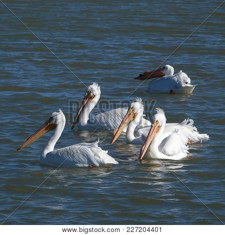 Lovely White Pelicans Out For A Swim, Soft Highlights And Reflections At Sunset.