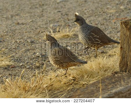Quail Rooster And Hen Looking For Lunch.