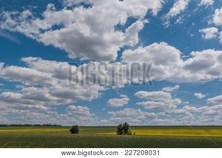 Gorgeous Canola Field Lit Up By The Sun.