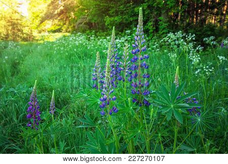 Willow-herb. Cyprus Angustifolia Or Ivan Tea (koporye Tea)