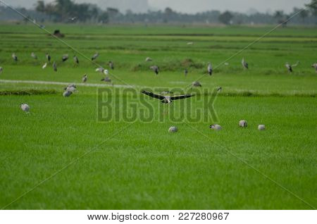 Open-billed Stork On Rice Field