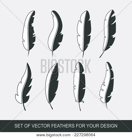 Different Set Feather Vector Icon Isolated On White Background. Collection For Writing Text And Desi