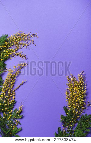 Spring Background. Mimosa Silver Wattle Branch On Purple Background