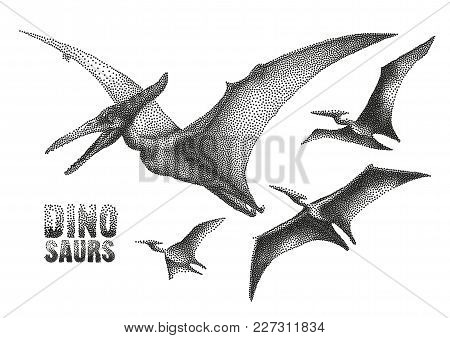Graphic Flying Pterodactyls. Vector Dinosaurs Isolated On White Background. Animal Of The Prehistori