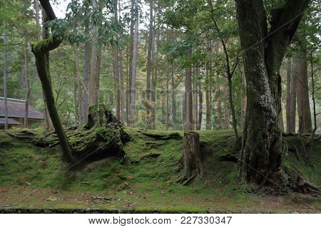 Moss Garden Of Saiho Temple In Kyoto, Japan