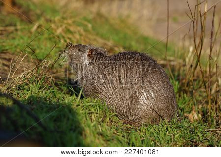 The Muskrat (ondatra Zibethicus) In The Nature.