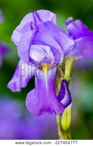 Blue Lily In Close-up Shoot In The Garden With Beautiful Colours And Optimal Blurred Background