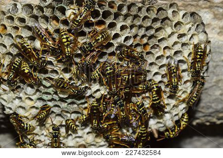 Wasps Polist. The Nest Of A Family Of Wasps Which Is Taken A Close-up.