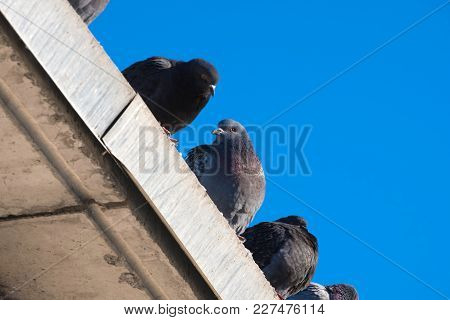 Pigeons Sitting In A Row Under The Blue Sky, Talking Pigeons