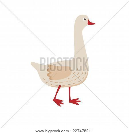 Cute Goose Vector Flat Illustration Isolated On White Background. Farm Animal Goose Cartoon Characte