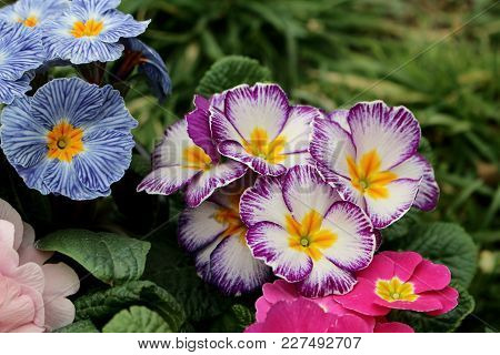 Closeup View Colorful Flower Primrose ,primula Vulgaris.primula Is An Spring Flower. View From Above