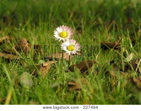 Marguerites dans l'herbe