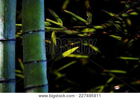 Beautiful Bamboo Forest In Forest With Nice Color
