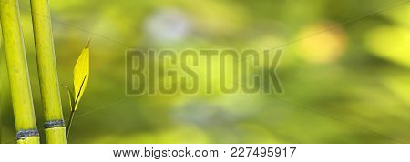 Beautiful Bamboo Forest In Forest With Nice Color