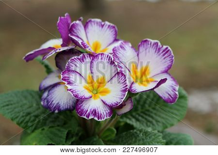 Closeup View Flower Primula. Spring Flower Ornamental Primula With Green Leafs . View From Above Of 