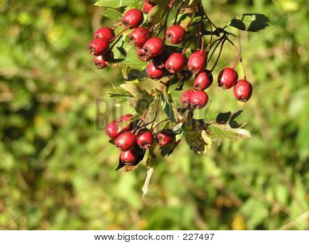 Fruits rouges sur l'arbre