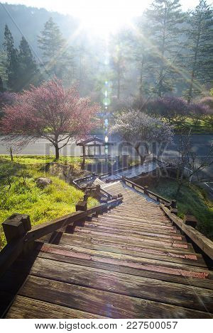 Shadows Of Plum Trees On Green Grass With Plum Blossom